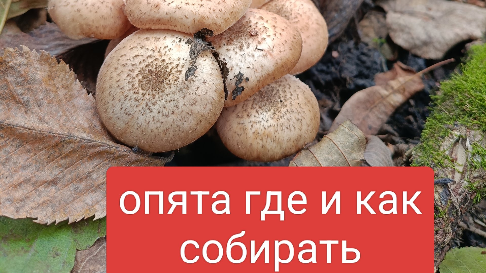 опята осень собираем. где искать