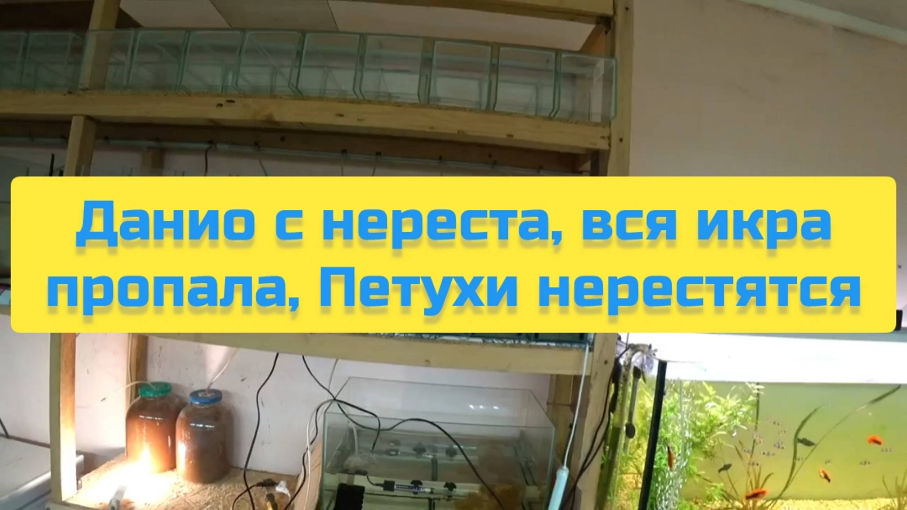 ДАНИО С НЕРЕСТА, ВСЯ ИКРА ПРОПАЛА, ПЕТУХИ НЕРЕСТЯТСЯ смотреть онлайн