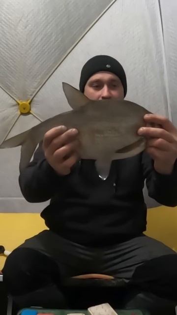 Комфортный лещ