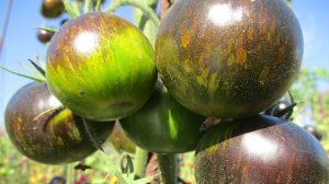 Томат Зеленая богиня Занаду. №937. Обзор сорта в открытом грунте.