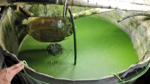 Выращивание ряски на корм круглый год. Ряска, улитки, мормыш и дафния на корм домашней птице.