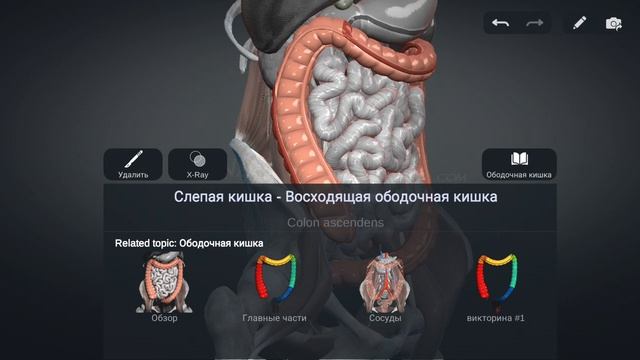 Кишечник смотреть онлайн