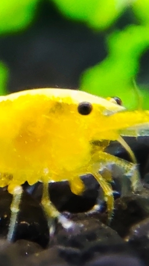 Аквариумные креветки жёлтый огонь в городе Курск с отправкой в регионы смотреть онлайн