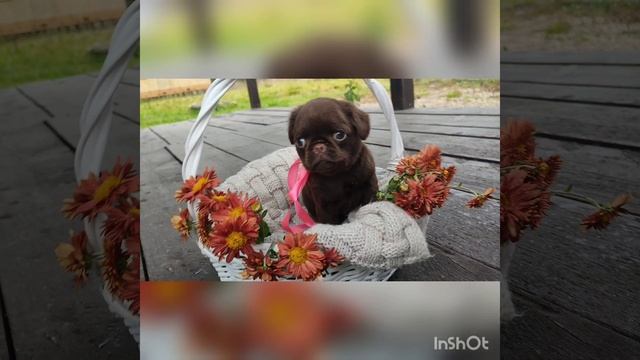 Шоколадка Пти Брабансон. Девочка. смотреть онлайн