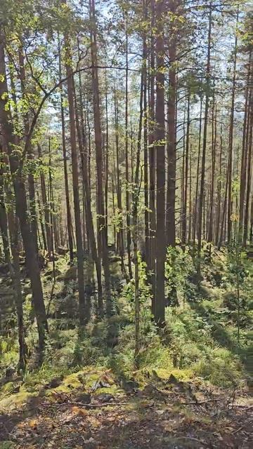 Карелия. Медвежьегорск. Кархумяки. Karelia. Medvezhyegorsk. Karkhumyaki смотреть онлайн