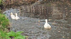 Песня про деревню