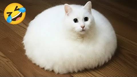 Cats & Dogs Being Hilarious 2025 😹🐶 Funniest Pet Moments Ever! смотреть онлайн