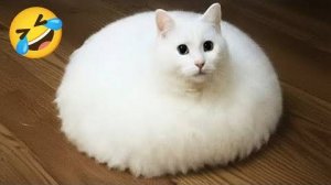 Cats & Dogs Being Hilarious 2025 😹🐶 Funniest Pet Moments Ever!