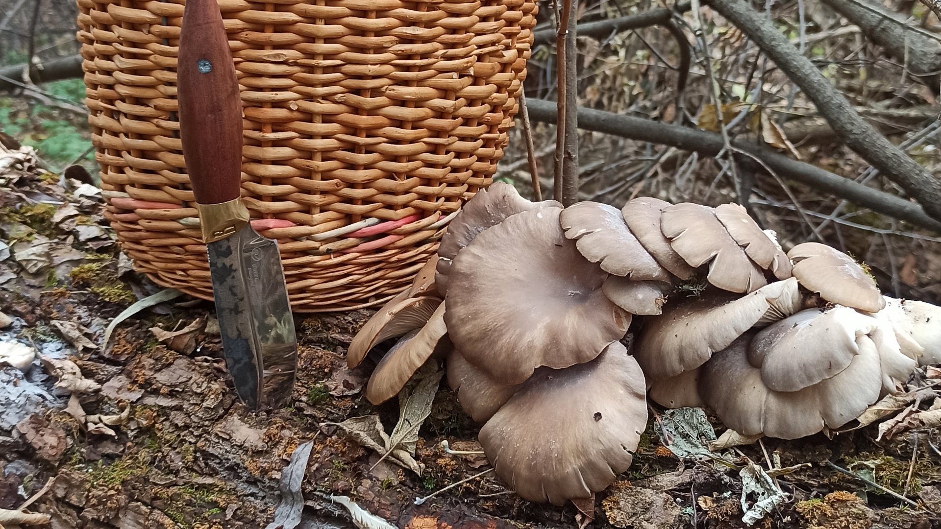 по грибы #9 осенние опята, море вешёнки Воронеж сбор грибов осенью смотреть онлайн