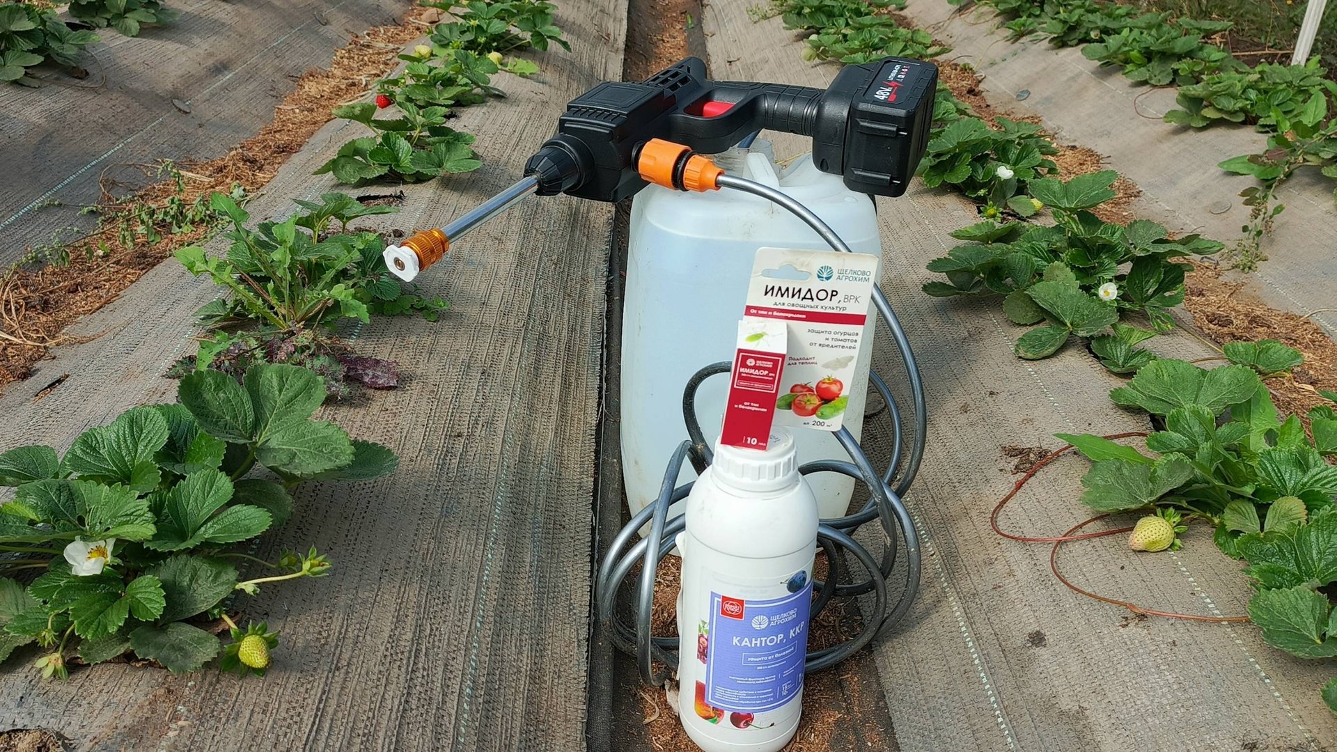 Осенняя ОБРАБОТКА КЛУБНИЧНОЙ ТЕПЛИЦЫ, Обрабатываю теплицу 5 минут и забываю о БОЛЕЗНЯХ И ВРЕДИТЕЛЯХ! смотреть онлайн