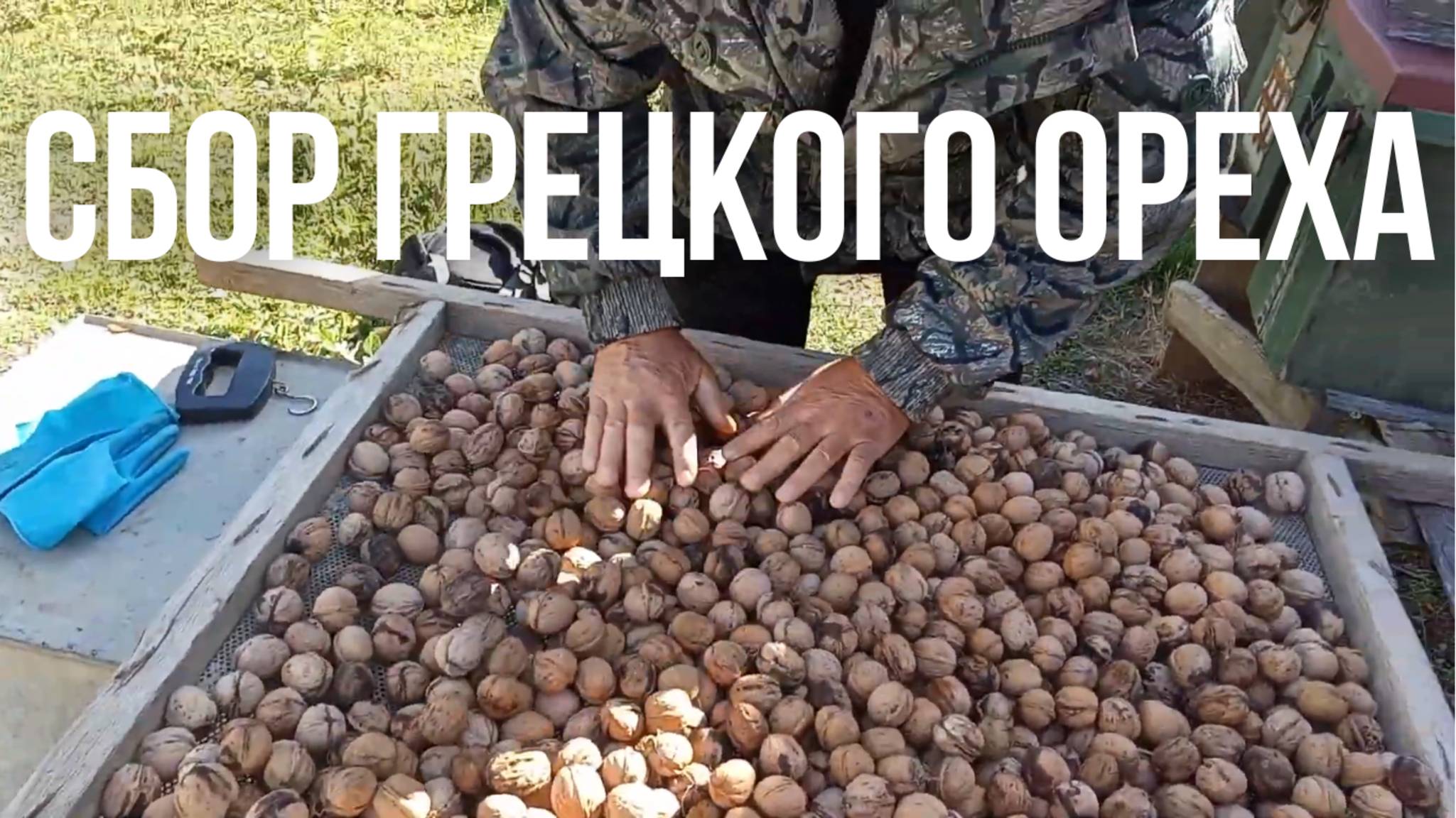 Сбор грецкого ореха: такого мы не ожидали! смотреть онлайн