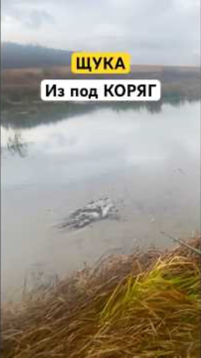 Щука из под коряг!!#рыбалка #fishing #отдыхнаприроде #трофейнаярыбалка #природа #охотаирыбалка смотреть онлайн