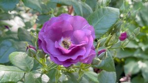 Июль в Саду 2 июля 2025 часть 5