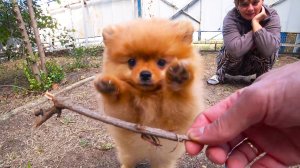 У НАС ПОПОЛНЕНИЕ. МАМА НЕ ХОТЕЛА УЕЗЖАТЬ. ДЕЛАЮ ЛЕСТНИЦУ.  ИЗ ГОРОДА В ДЕРЕВНЮ 860 серия