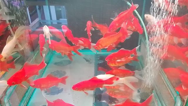 аквариумные рыбки 🐠
