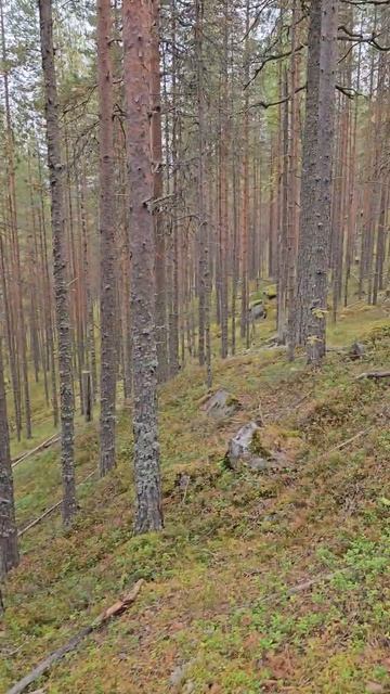 Карелия. Медвежьегорск. Рядом с Финской тоннельной казармой Вичка. Karelia. Medvezhyegorsk смотреть онлайн