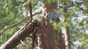 Малый пёстрый дятел