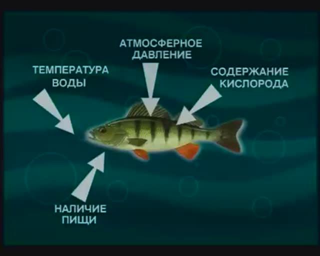 Какие факторы влияют зимой на поведение и активность Лучепёрых рыб из класса Actinopterygii ? смотреть онлайн