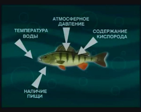 Какие факторы влияют зимой на поведение и активность Лучепёрых рыб из класса Actinopterygii ?