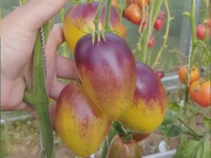 Томат Блюз на блюде