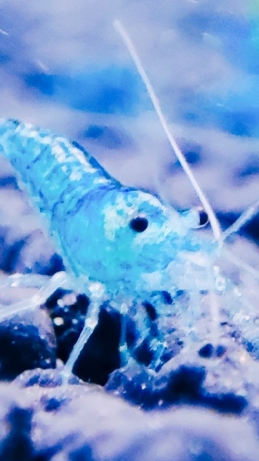 Аквариумные креветки Голубая Жемчужина или Желе в городе Курск с отправкой в регионы! смотреть онлайн