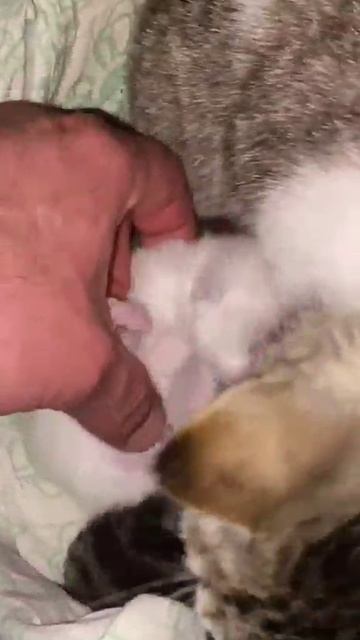 С добрым утром 😺😺😺 смотреть онлайн