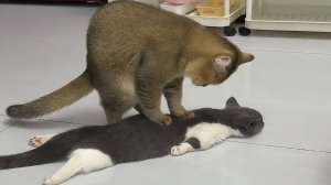 Смешные видео с котами - попробуй не засмеяться))