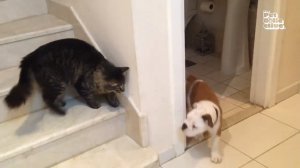 Кошки и собаки