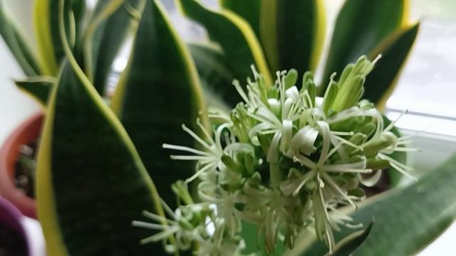 Сансевиерия ЖИВУЧая , уход, размножение смотреть онлайн