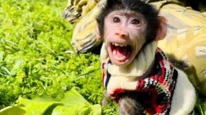 У Анфисы каждый раз ШВЕДСКИЙ СТОЛ, она начинает ВРЕДНИЧАТЬ, а я ПОТАКАЮ…