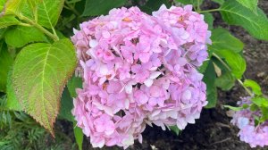 Укрытие крупнолистной гортензии на зиму|copy_0FC4C924-85B0-4812-A7CF-F84F66B03134