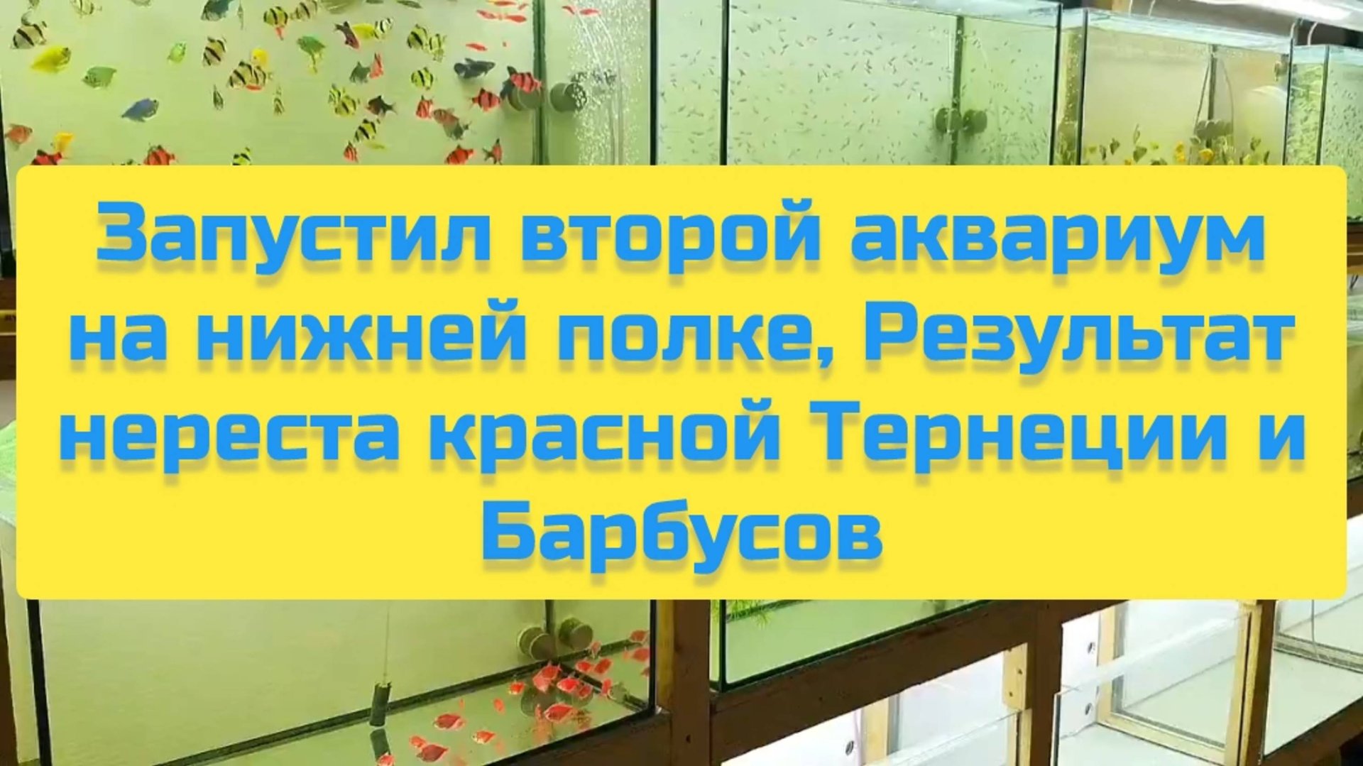 ЗАПУСТИЛ ВТОРОЙ АКВАРИУМ НА НИЖНЕЙ ПОЛКЕ, РЕЗУЛЬТАТ НЕРЕСТА КРАСНОЙ ТЕРНЕЦИИ И БАРБУСОВ смотреть онлайн