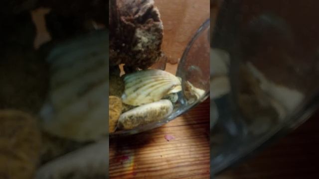 мои рыбки данио