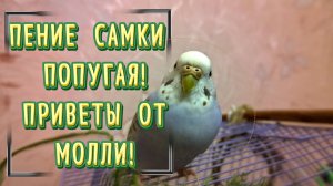 ПЕНИЕ И ЧИРИКАНЬЕ САМКИ ВОЛНИСТОГО ПОПУГАЯ