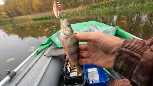 ...И СНОВА ВОЛГА    8 октября 2025