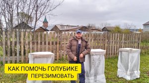 УКРЫТИЕ ГОЛУБИКИ НА ЗИМУ / Деревенька на Урале / Выпуск 74