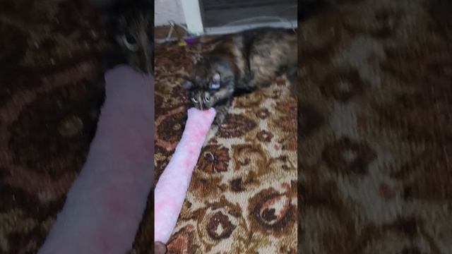 кошке понравилось игрушка смотреть онлайн