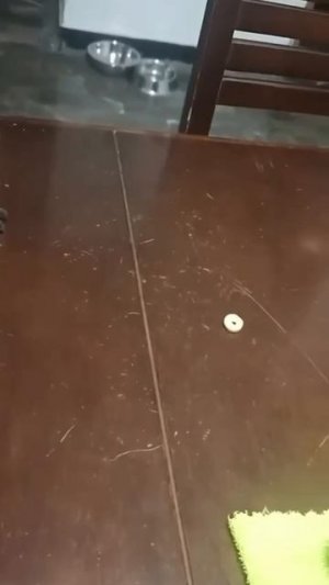 бедная собака...