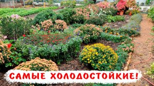 Самые холодостойкие однолетники