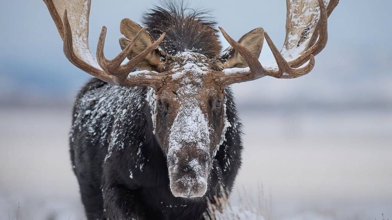 Международный день вопля разочарования смотреть онлайн
