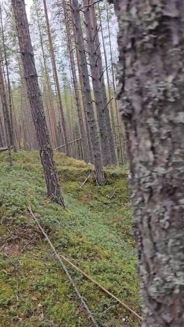Карелия. Медвежьегорск. Рядом с Финской тоннельной казармой Вичка. Karelia. Medvezhyegorsk смотреть онлайн