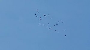 Агасиевские голуби 11.10.25 часть 1