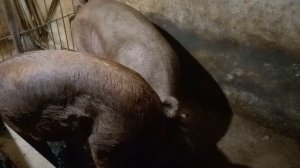 ❗️Молодой хряк 8 месяцев в деле. ❗️❗️