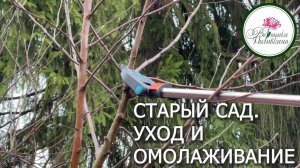 КАК УХАЖИВАТЬ И ОМОЛОДИТЬ СТАРОЕ ДЕРЕВО