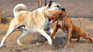 ПИТБУЛЬ В ДЕЛЕ - Бесстрашный и Мощный Пёс, которого Все Боятся!