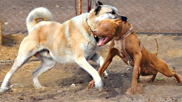 ПИТБУЛЬ В ДЕЛЕ - Бесстрашный и Мощный Пёс, которого Все Боятся!