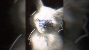 танцуй если знаешь этот тренд 2025 года 🥇