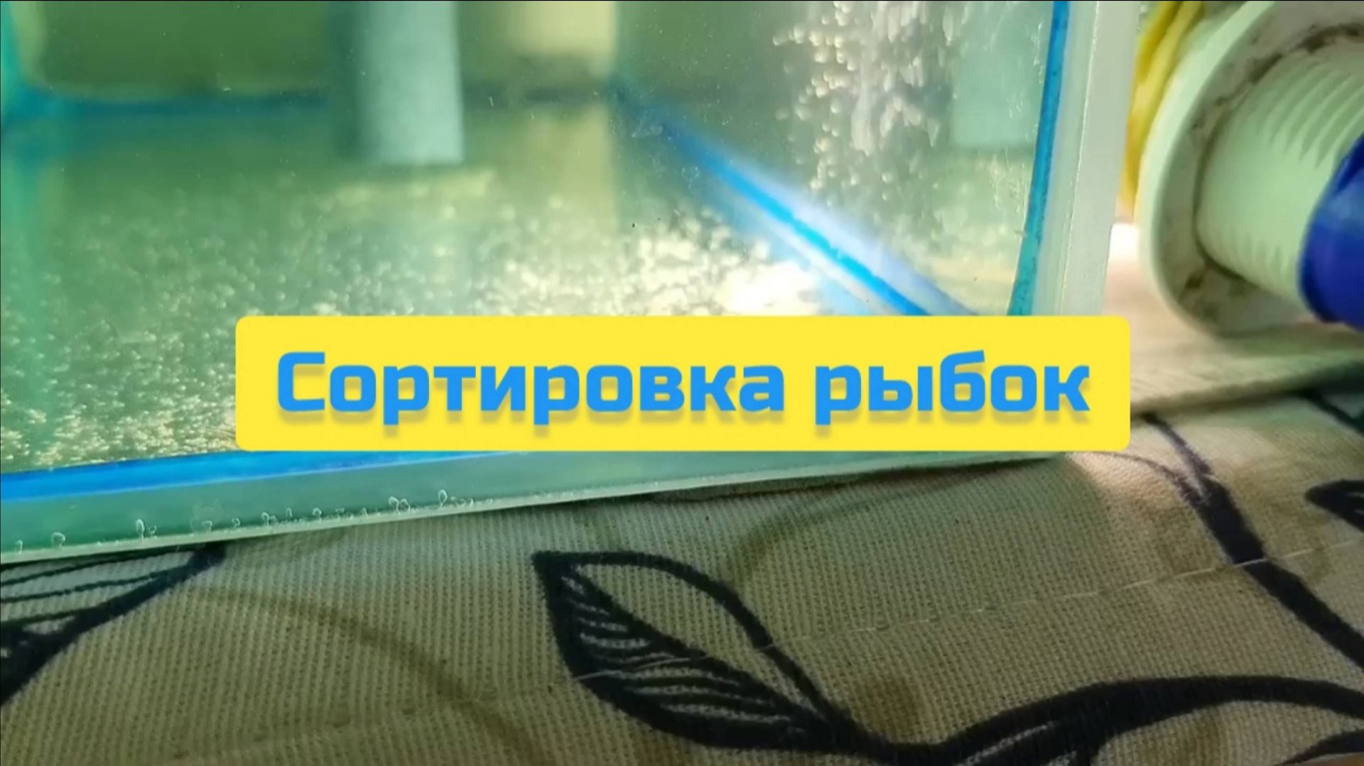 СОРТИРОВКА РЫБОК смотреть онлайн