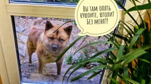 Распаковка новых растений и подарков с Монстериума. Редкости и миленькости. Что привезла?