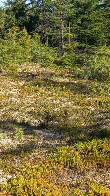 Север Чукотка